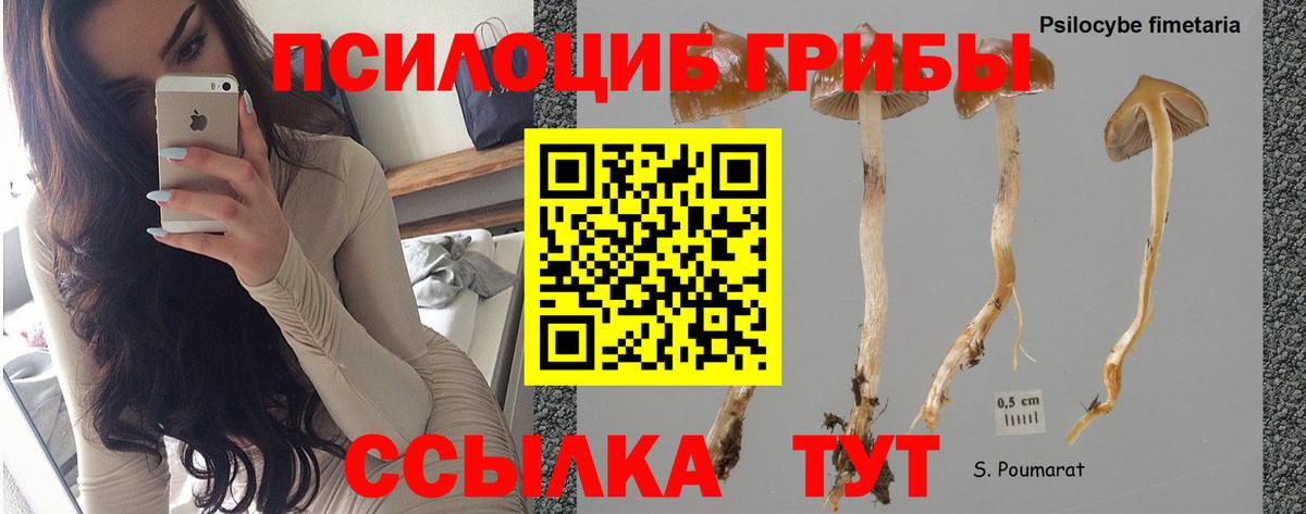 Псилоцибиновые грибы Magic Shrooms  Вход с VPN  Феодосия  Псилоцибиновые грибы Psilocybine cubensis 